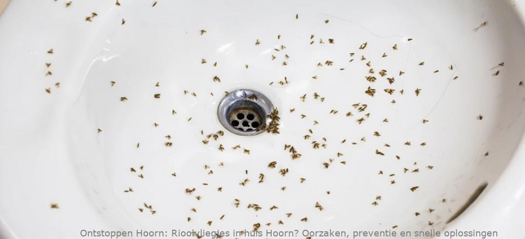 Rioolvliegjes in huis Hoorn? Oorzaken, preventie en snelle oplossingen